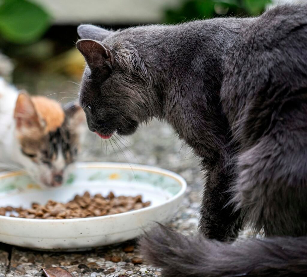 แมวกินอาหารเม็ดจากชาม